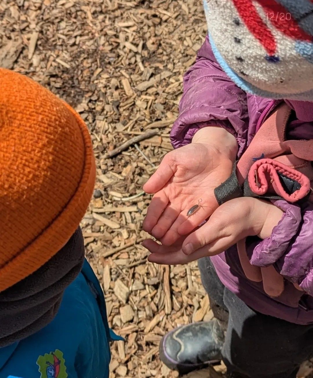Two children outdoors looking at a small bug held in a child's hands; wood chips in background.
