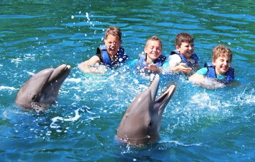 Dolphins in Hurghada