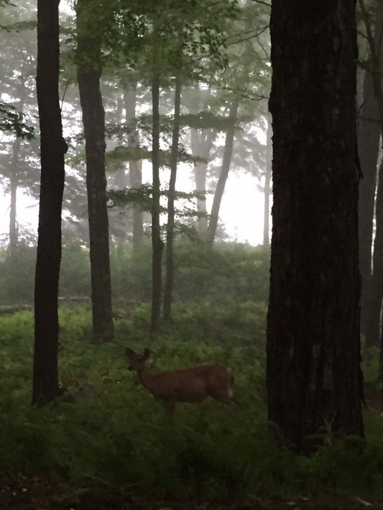 Deer standing in a misty forest, surrounded by trees and green foliage.