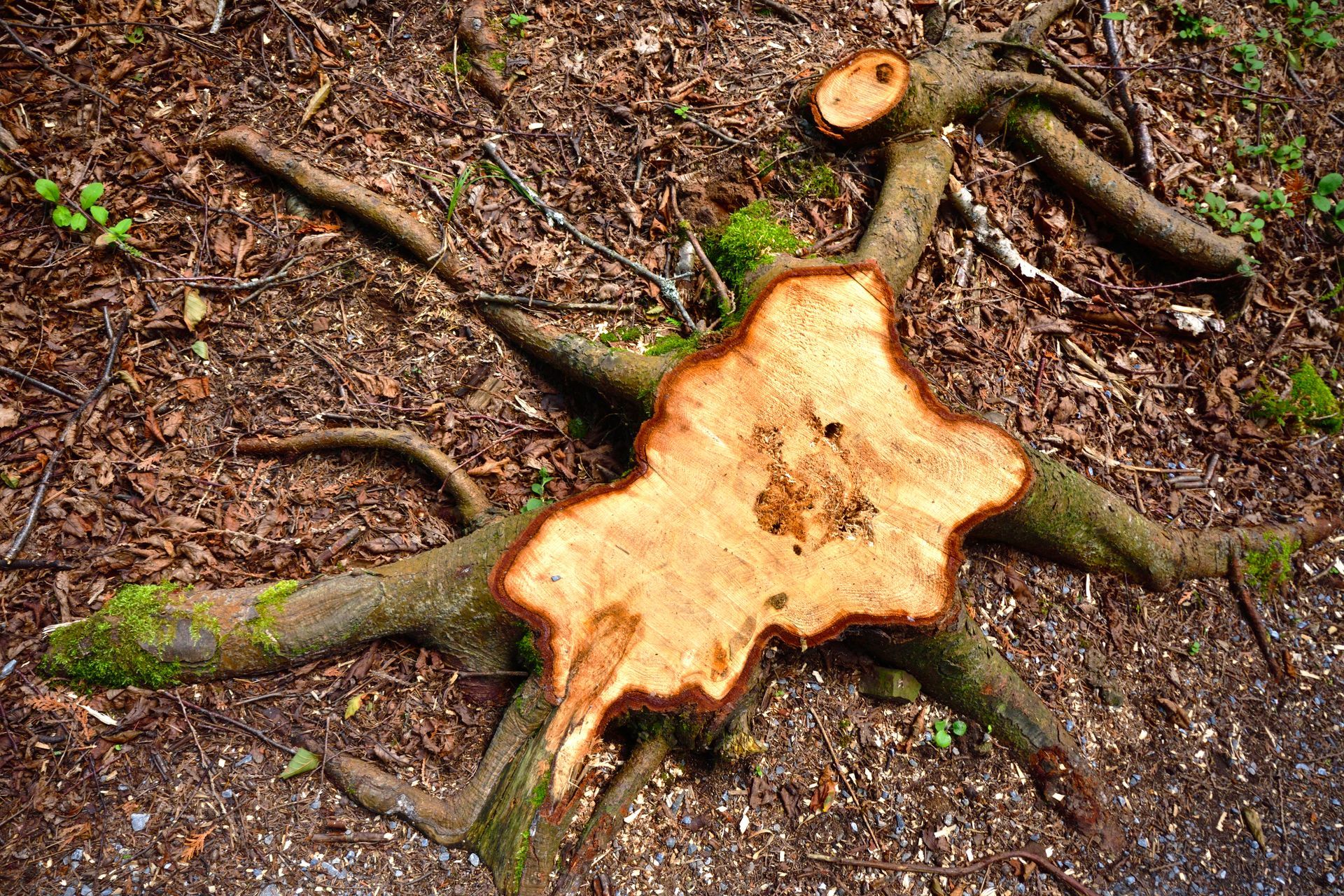 A tree stump is laying on the ground in the woods.