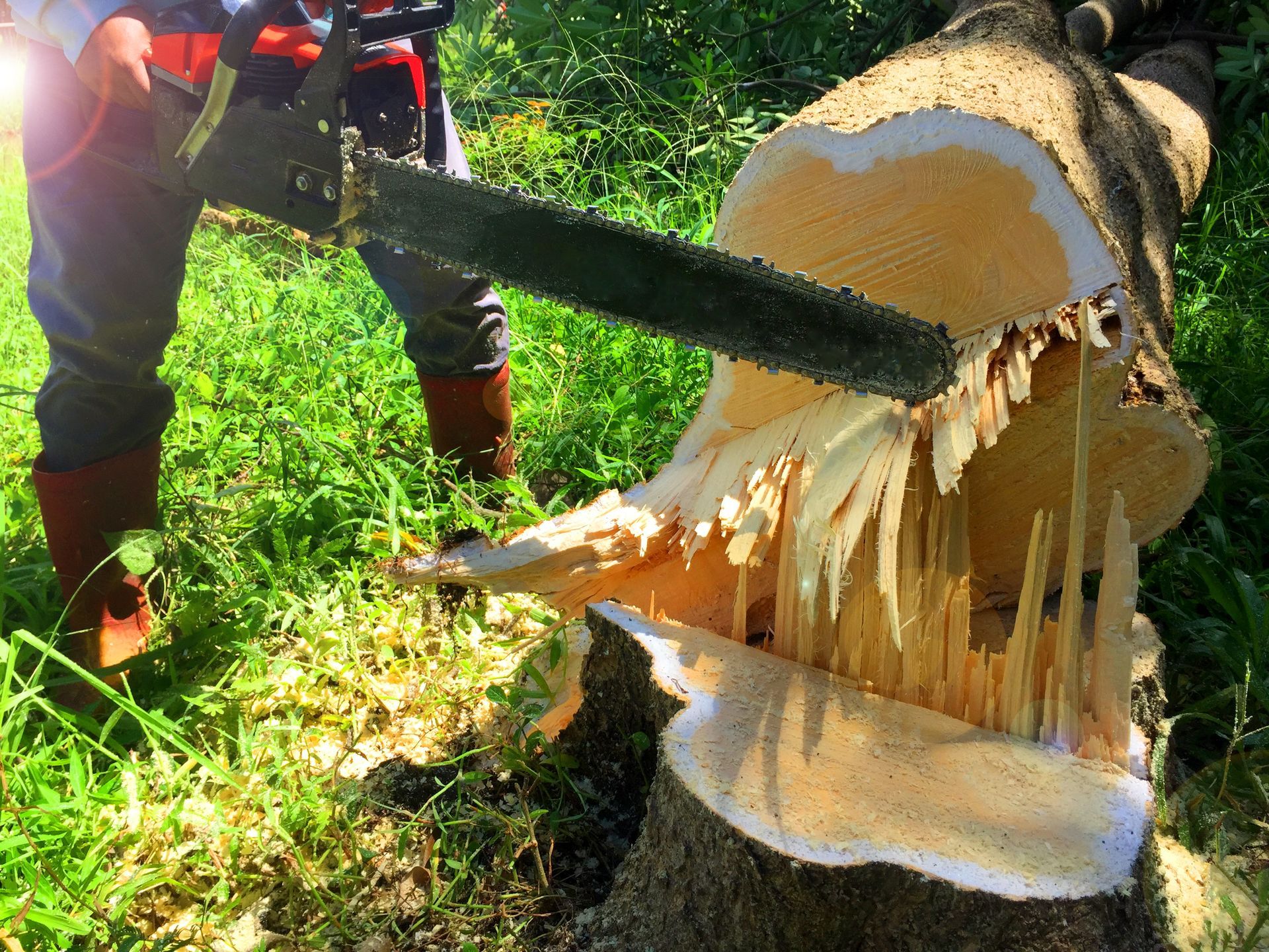 A person is cutting a tree stump with a chainsaw