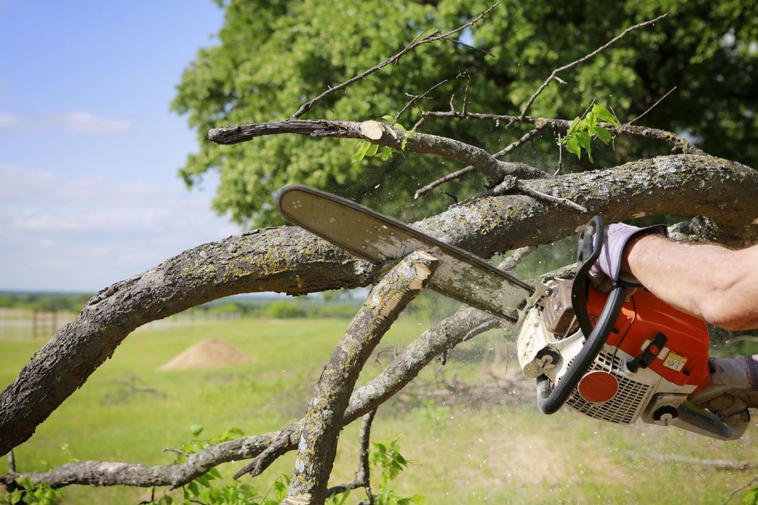 A person is cutting a tree branch with a chainsaw.