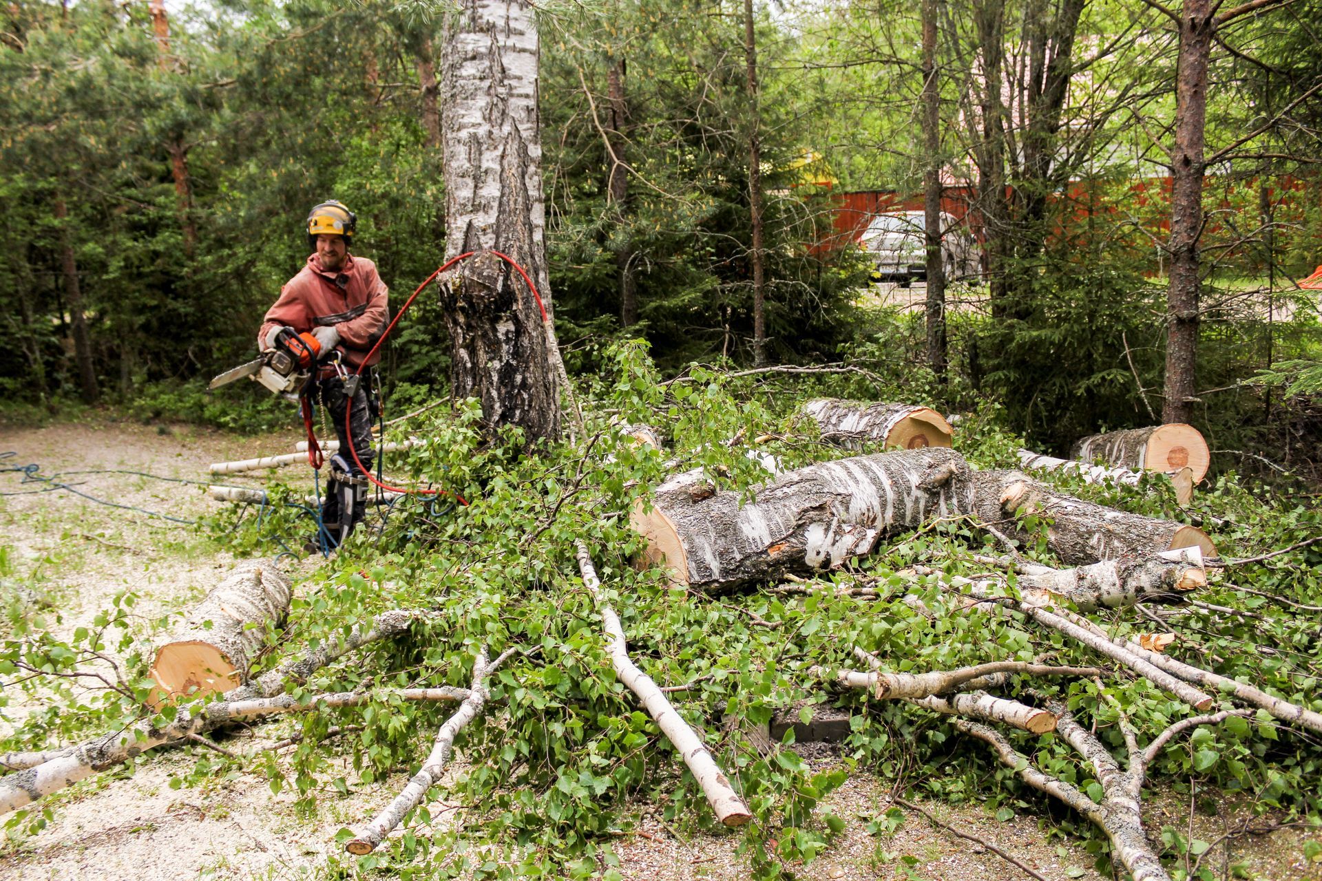 A man is cutting a tree with a chainsaw in the woods.