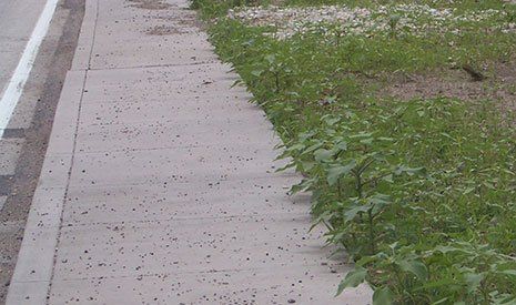 A sidewalk with grass growing on the side of it