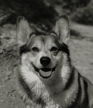 Bronson, Head of Snacks