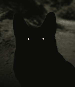 Bronson, Head of Snacks