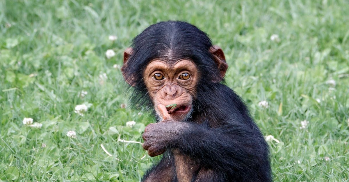 Junger Schimpanse im Berliner Zoo