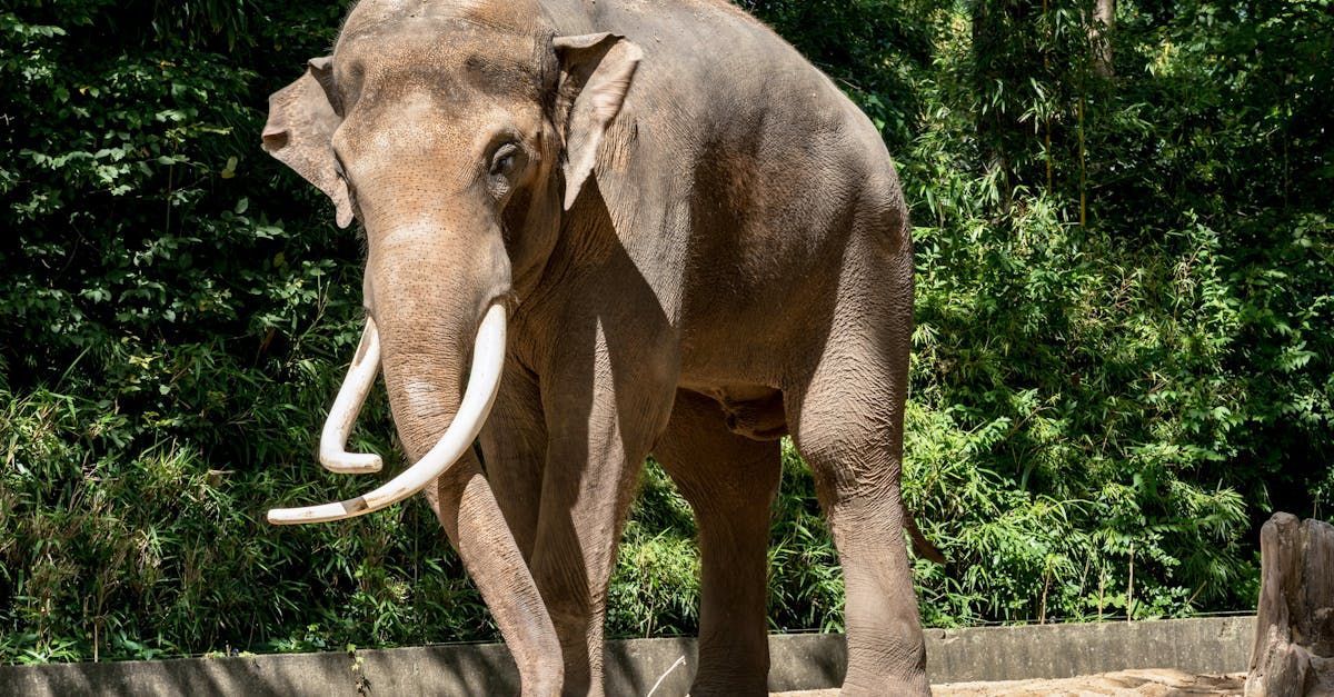 Elefant im Berliner Zoo