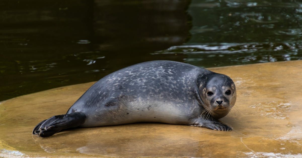 Robbe in Berliner Zoo