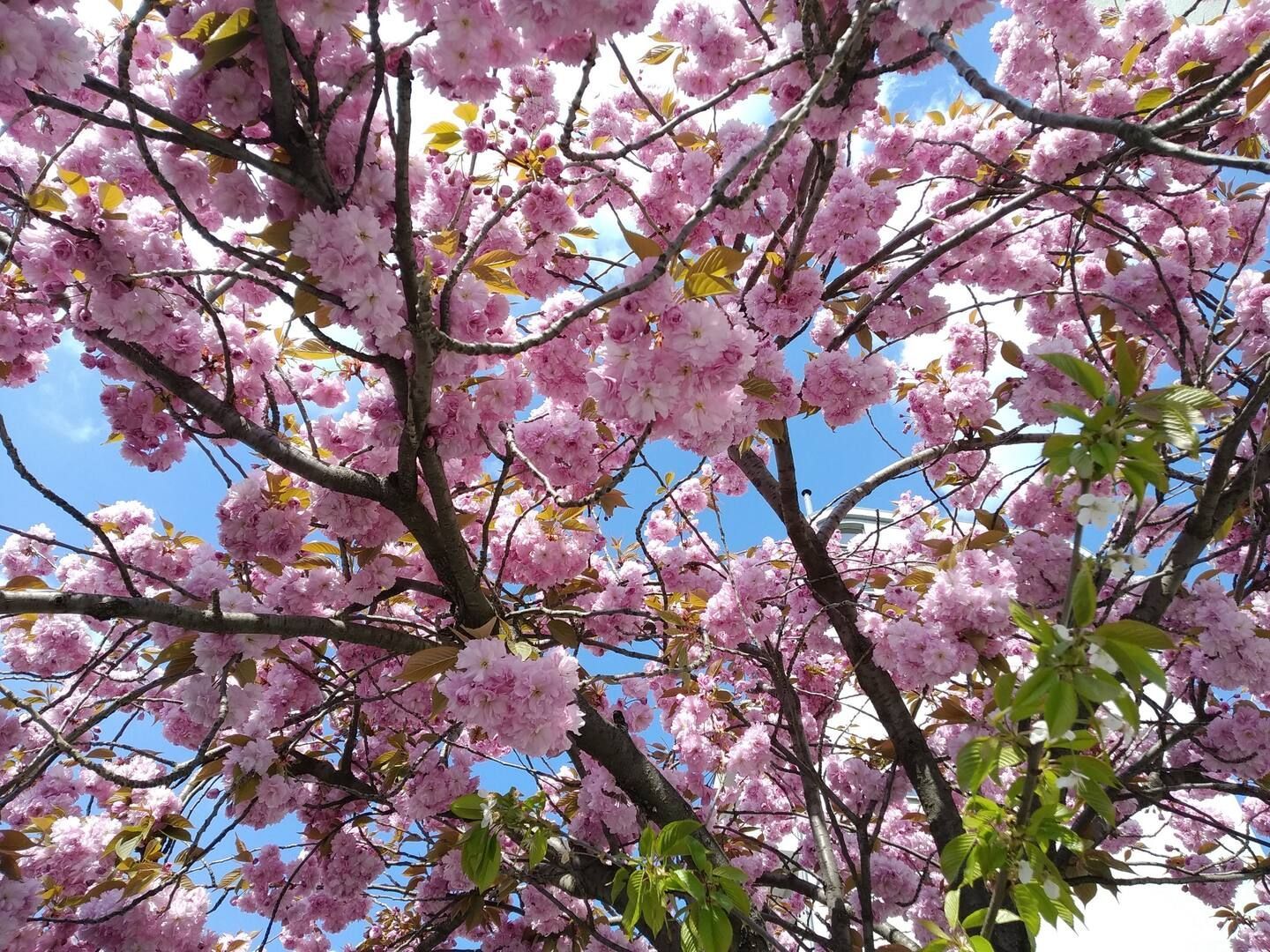 Looking up at a tree with pink flowers against a blue sky in Berlin