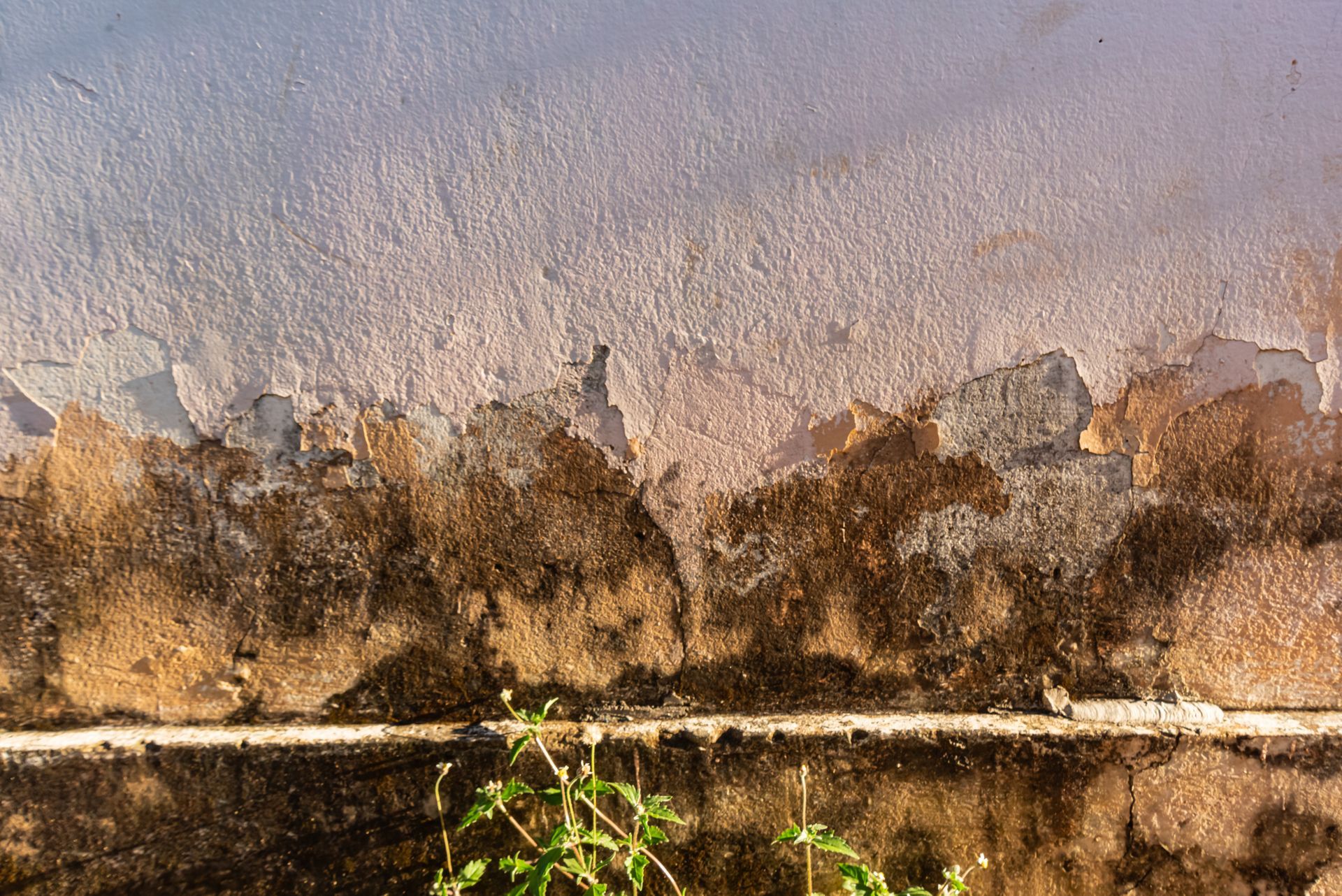 Why Fast Mold Removal Matters After Water Damage