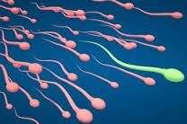 spermatozoii