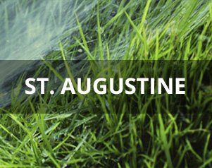 St. Augustine — Wilmington, NC — Turf Masters Sod Farms