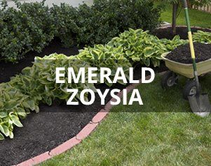 Emerald Zoysia — Wilmington, NC — Turf Masters Sod Farms