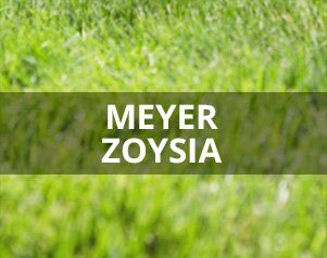 Meyer Zoysia — Wilmington, NC — Turf Masters Sod Farms