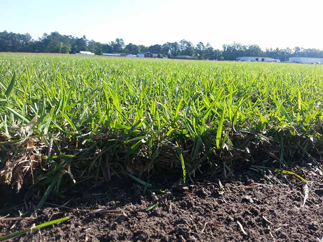 Crown Zoysia Grass — Wilmington, NC — Turf Masters Sod Farms