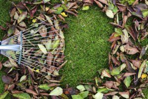 Leaves on Grass — Wilmington, NC — Turf Masters Sod Farms