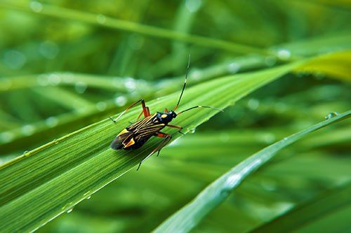 Insect on Grass — Wilmington, NC — Turf Masters Sod Farms