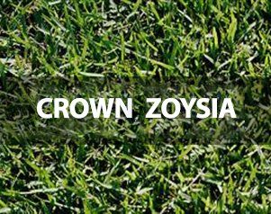 Crown Zoysia — Wilmington, NC — Turf Masters Sod Farms