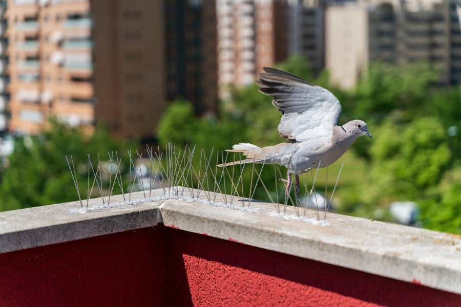 A pigeon is perched on a ledge of a building.