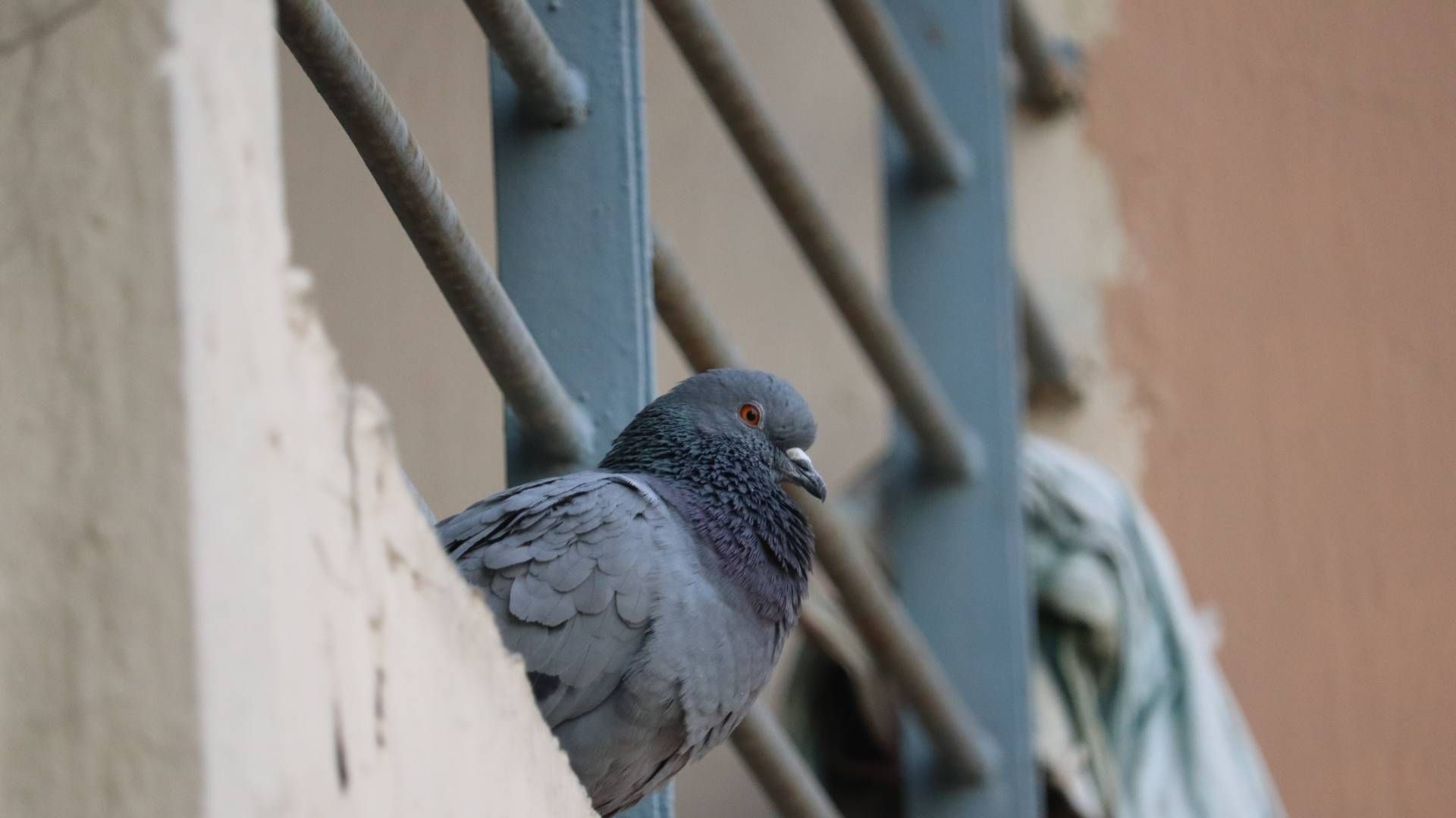 A pigeon is perched on a railing looking out of a window.