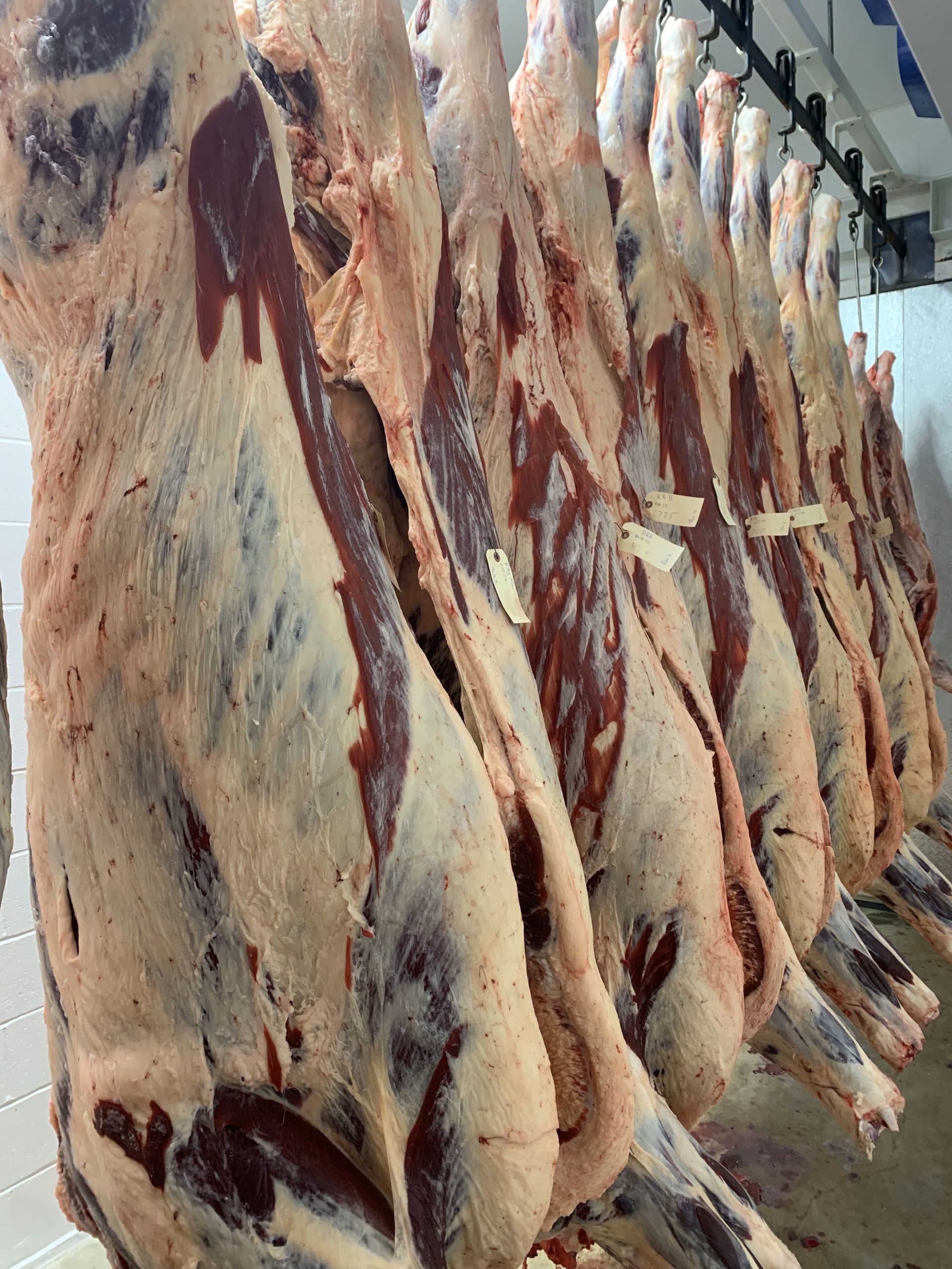 A row of raw beef hanging from hooks in a butcher shop.