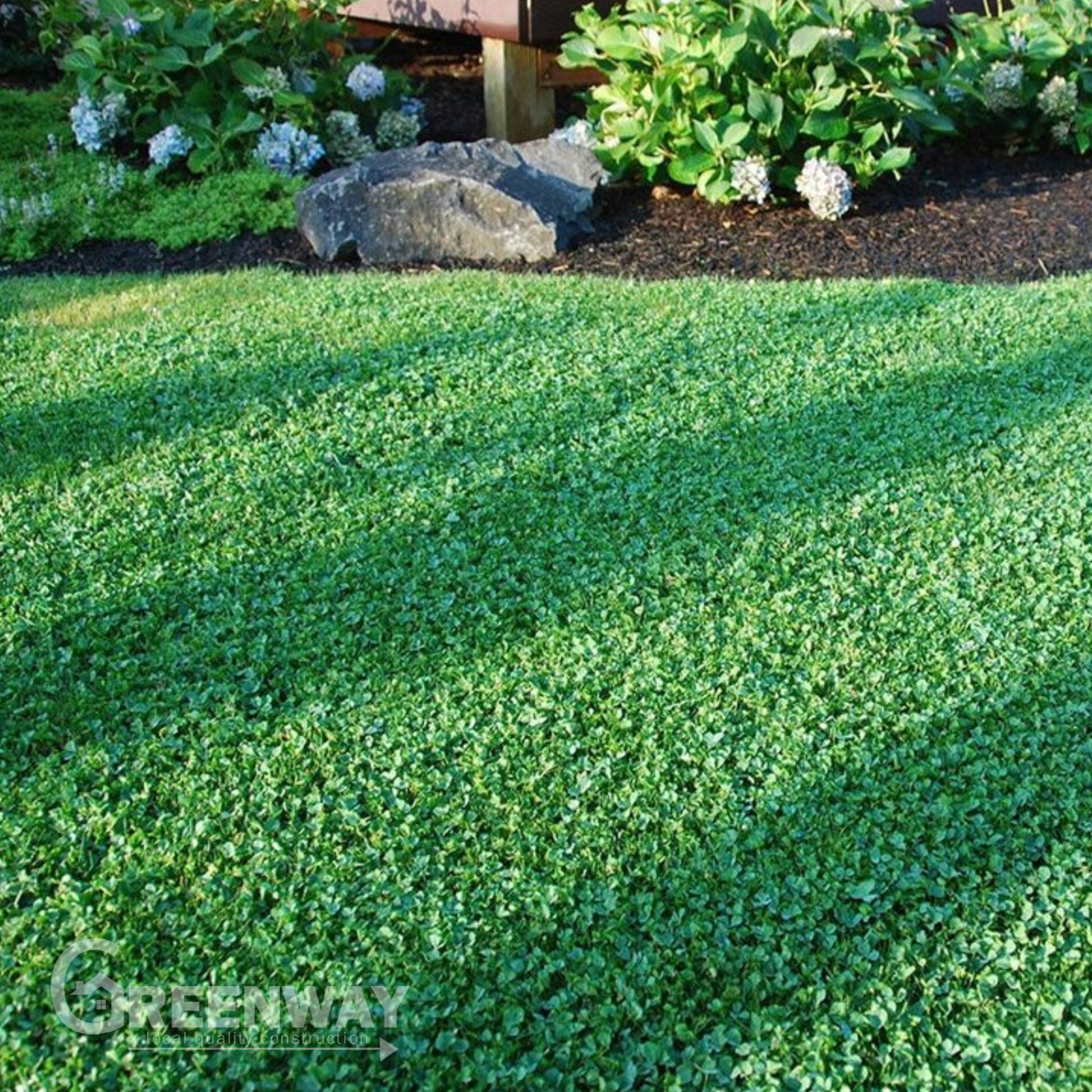 Greenway Micro Clover Lawn