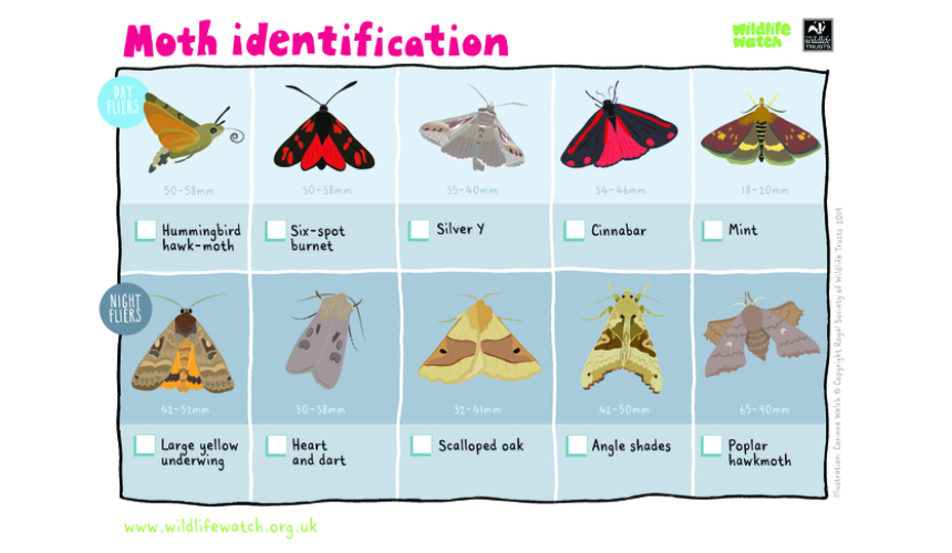 Common UK moths