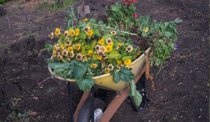 Time to clear out the summer leftovers! Cutting back dying plants in autumn helps prevent disease and prepares your garden for a healthy, vibrant spring.