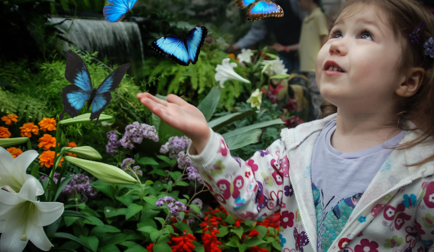 butterfly garden