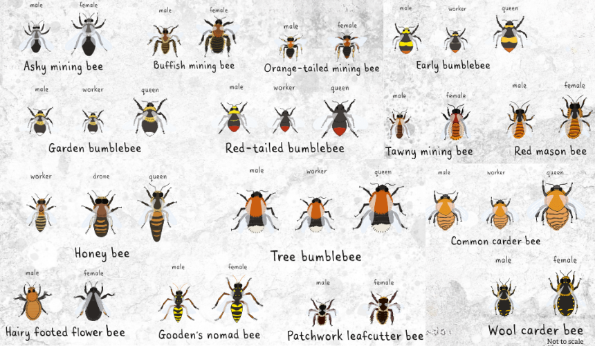 Common UK bees