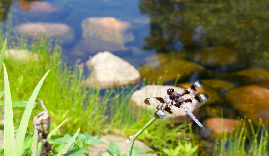 A delicate dragonfly pauses by the edge of a calm rock pond, drawn to the water which plays a crucial role in its lifecycle, providing a habitat for breeding, hunting and laying eggs.