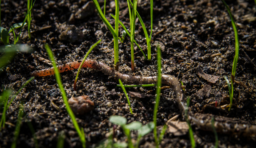 Healthy soil teeming with worms in an eco-friendly garden - nature's way of nurturing plant growth and promoting sustainability.