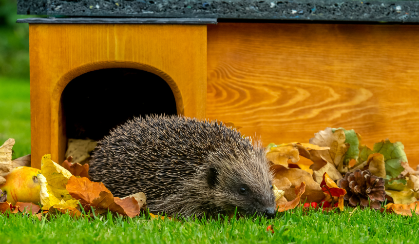 Hedgehogs need cosy homes to hibernate. Build a simple box from weatherproof wood and tuck it into a sheltered corner. A little effort goes a long way in supporting these garden allies.