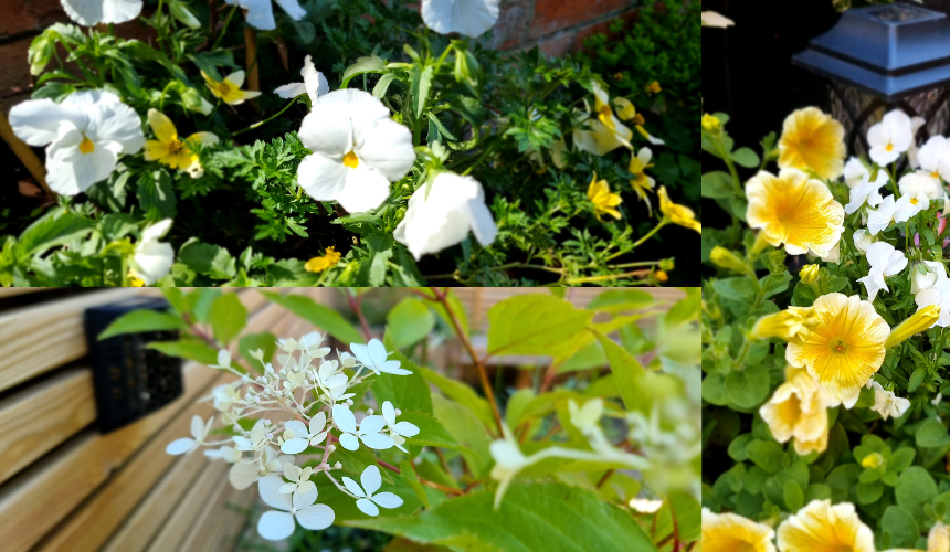 My Moon Garden flowers