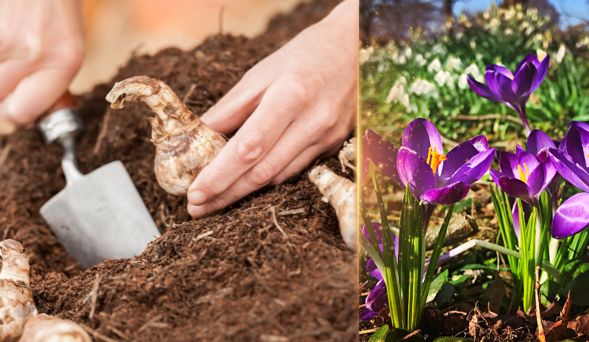 Plant now, enjoy later! Autumn is the perfect time to plant spring bulbs like daffodils and tulips. A little effort now means a vibrant, colourful display come spring.