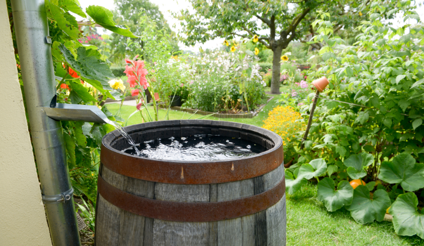 Harvesting nature's bounty: A rainwater barrel in the garden, conserving water and nurturing eco-friendly growth.