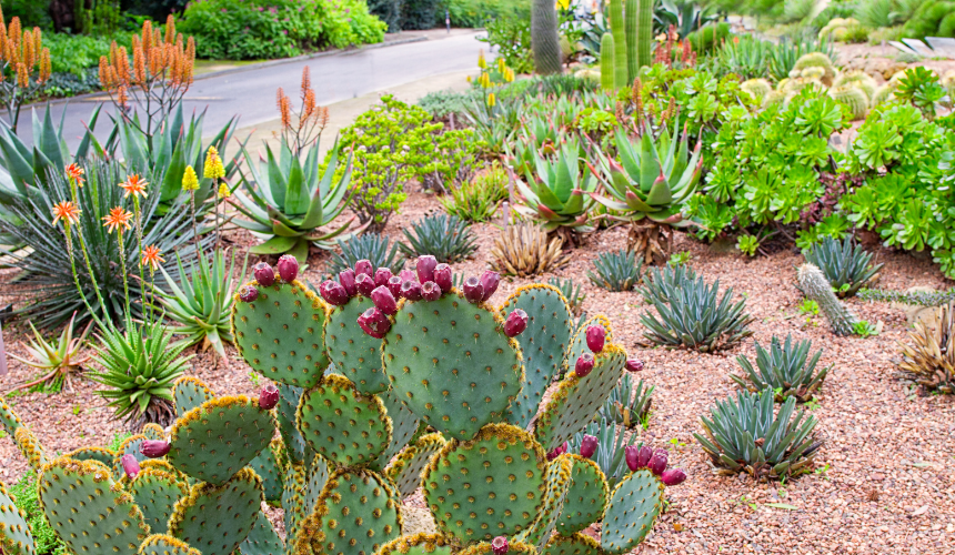 Fire-resistant beauty: A thoughtfully designed garden featuring native plants and sustainable practices, thriving while safeguarding against fire risks.