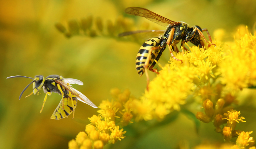 Wasps as pollinators