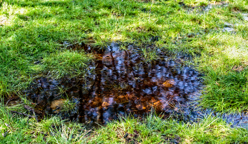 Struggling with a soggy lawn? Improve drainage by aerating the soil with a garden fork or adding gravel. It helps prevent waterlogging and keeps your grass healthy through autumn’s rain.