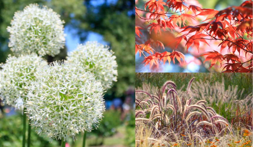 Alliums, Japanese Maple and Ornamental grasses add texture, depth and colour to flower borders that attract the eye of humans and wildlife!