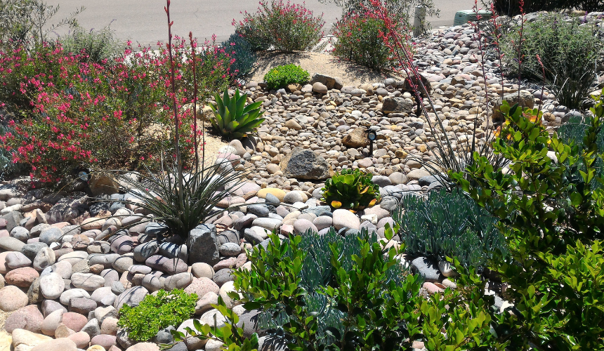 Embrace sustainable beauty: A xeriscaped garden with drought-tolerant plants, efficient irrigation, and stunning design elements that conserve water and thrive in dry conditions.