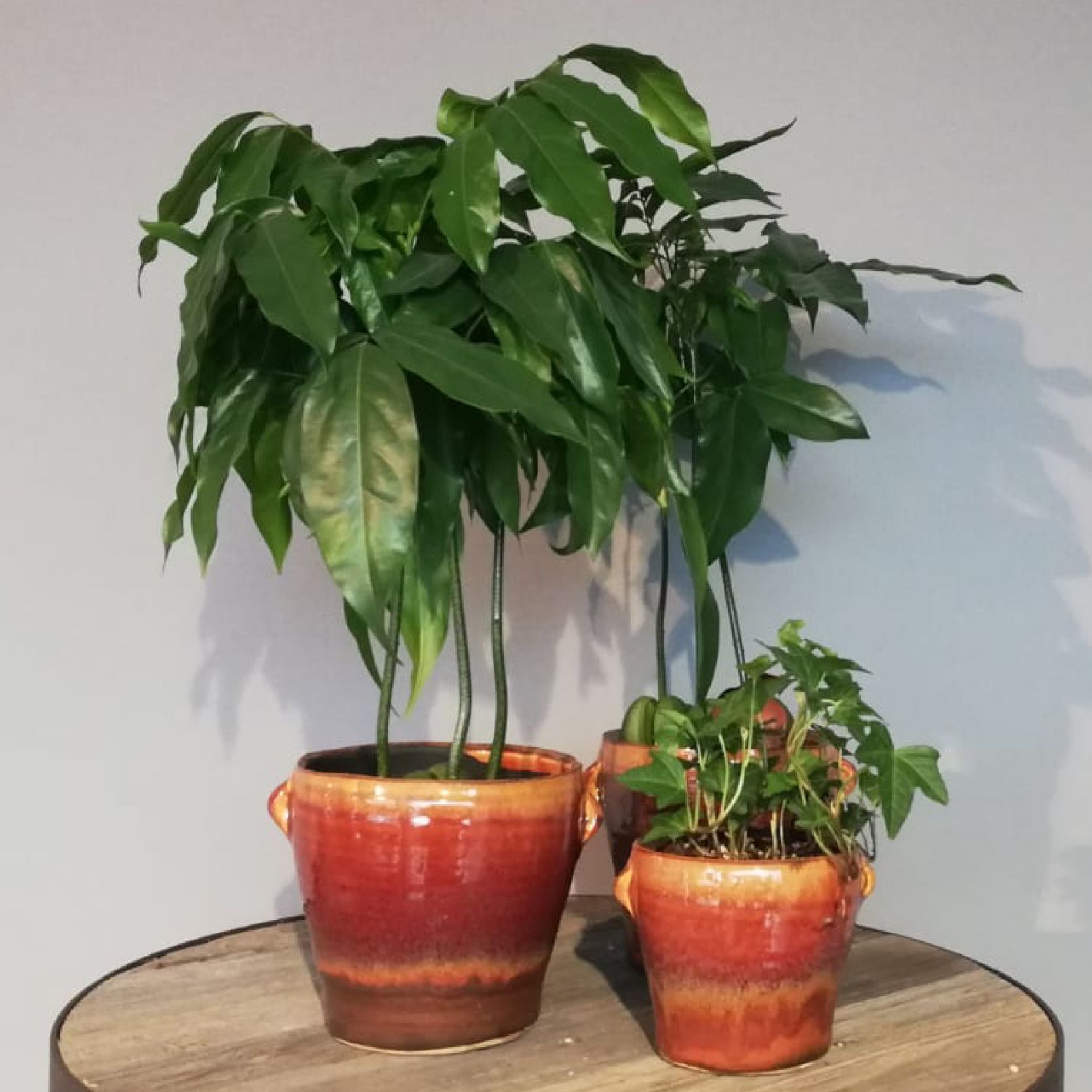 zwei Topfpflanzen stehen auf einem Holztisch