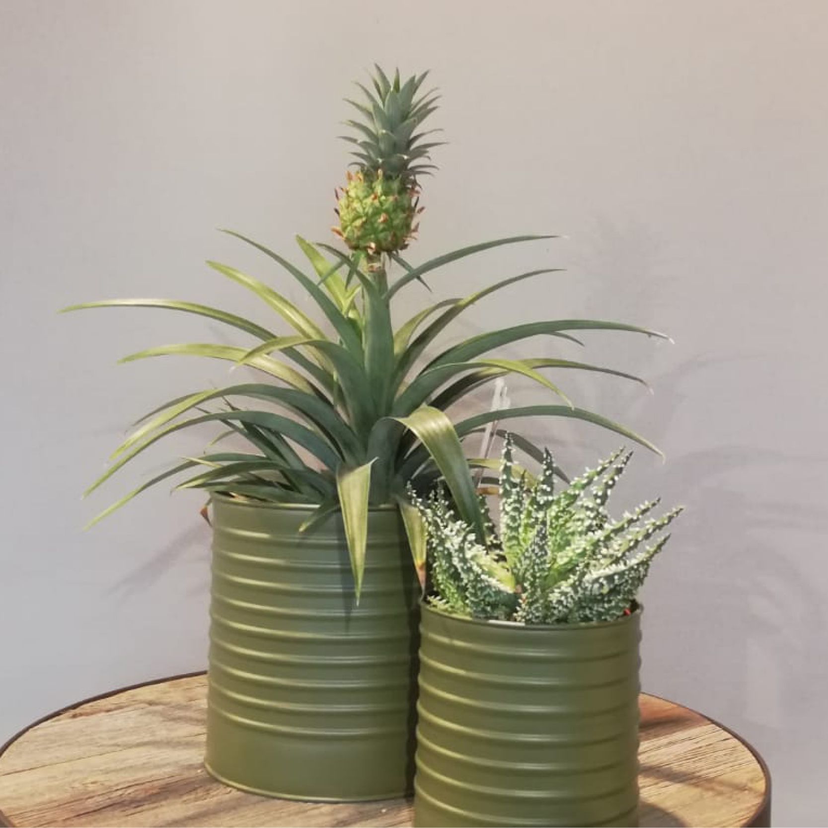 zwei grüne Vasen mit Pflanzen