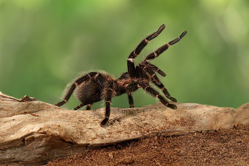 Spider On Wood