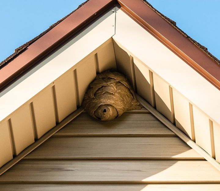 Wasp Nest On Roof