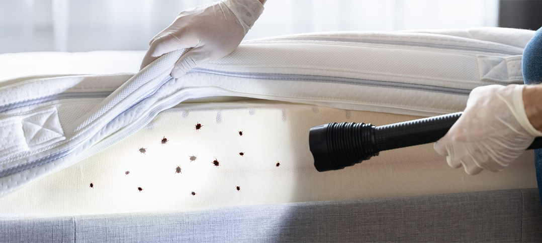 Bed Bugs in Cleveland