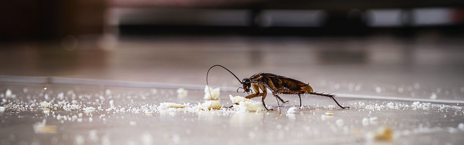 cockroach-infestation-problem