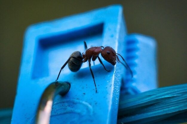 Ant pest control service