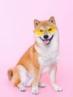 Brown and white dog with yellow sunglasses sitting in front of pink backdrop
